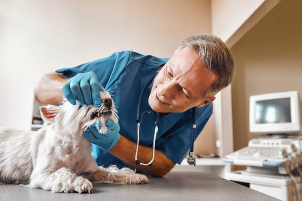 Best Walk-In Emergency Dental Services in Edinboro, PA